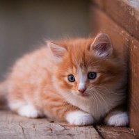 Cats Kittens Ginger color Stairs 557944 1080x1920