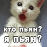 Пьяный КОТ