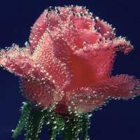 underwater rose