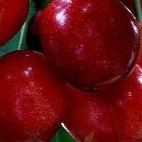 cherry-20071