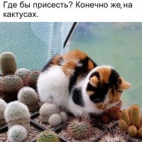 На кактусах