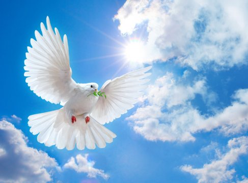 353430 dove-of-peace p