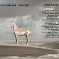 Ахалтекинская лошадь