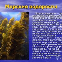 Морские водоросли