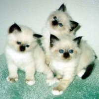 Kittens000