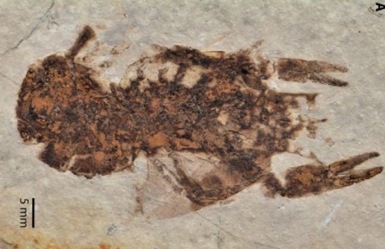 fossil-crayfish-640x414