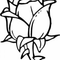 rose-flower-pictures-for-colouring-483