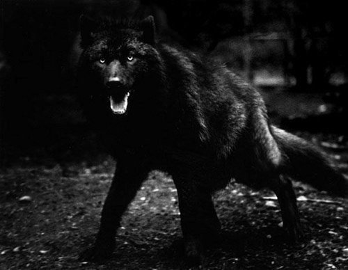 Black Wolf