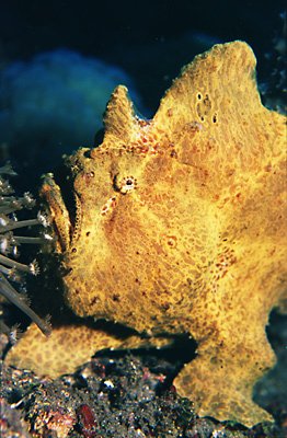 Frog fish