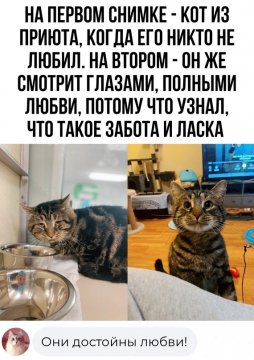 КотЭ)