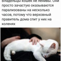 КотЭ)