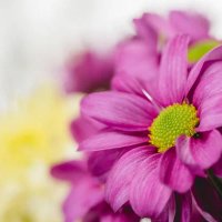 Photo-purple-fresh-flowers