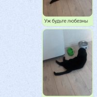 Он был хороший котик