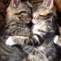 cats-cuddling-cute-i-love-it-Favim.com-1688211