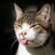 9366cat-squinting-tongue-funny-sleepy-3840x2400