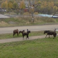 Лошадки и пони пасутся...