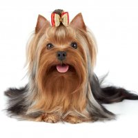 Yorkshire-terrier