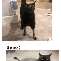 Котики