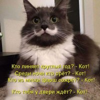 Кот!