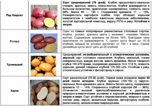 Сорта картофеля