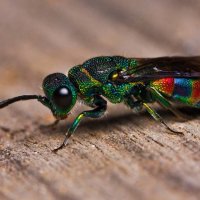 multi-colored-cuckoo-wasp