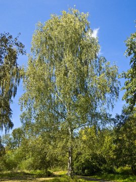 Betula pendula 001