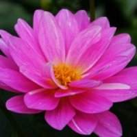 Beautiful-pink-flower - West Virginia - ForestWander