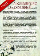 Тысячелистник обыкновенный