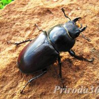 Lucanus