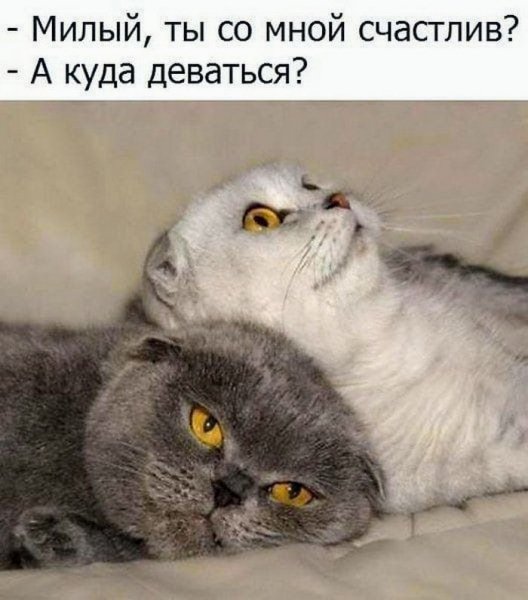 КотЭ)