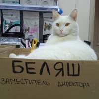 КотЭ)