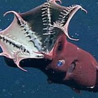 vampyroteuthis infernalis