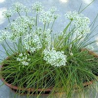 garlic chive