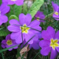 purple-petal-flowers-wallpapers