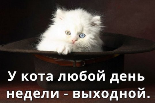 cats funny quotes 7