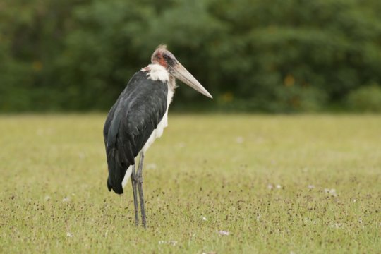 marabou-stork 155769-424