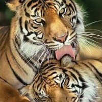 Tiger Love