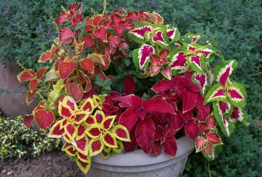 coleus