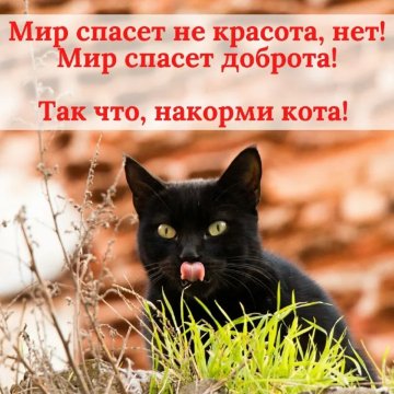 Накорми кота!