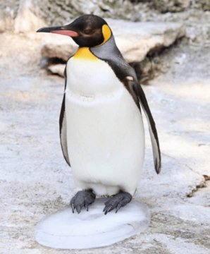 04122024-king-penguin2