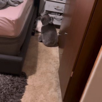 18112024-koala-in-bedroom2