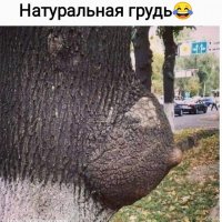 Грудь