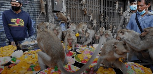 22112024-mass-of-monkeys1