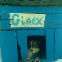 Ginex.(Топа) 2