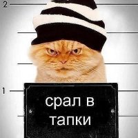 Сру в тапки