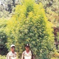 weed tree