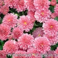 chrysanthemum 1