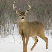 White-Tailed Deer, Kentucky