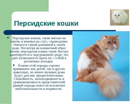 Персидские кошки