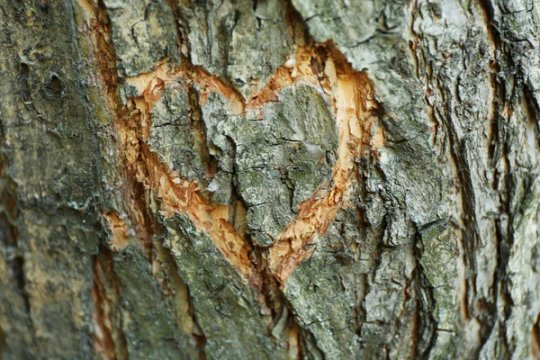 Depositphotos 77981860-stock-photo-heart-carved-in-tree-clos